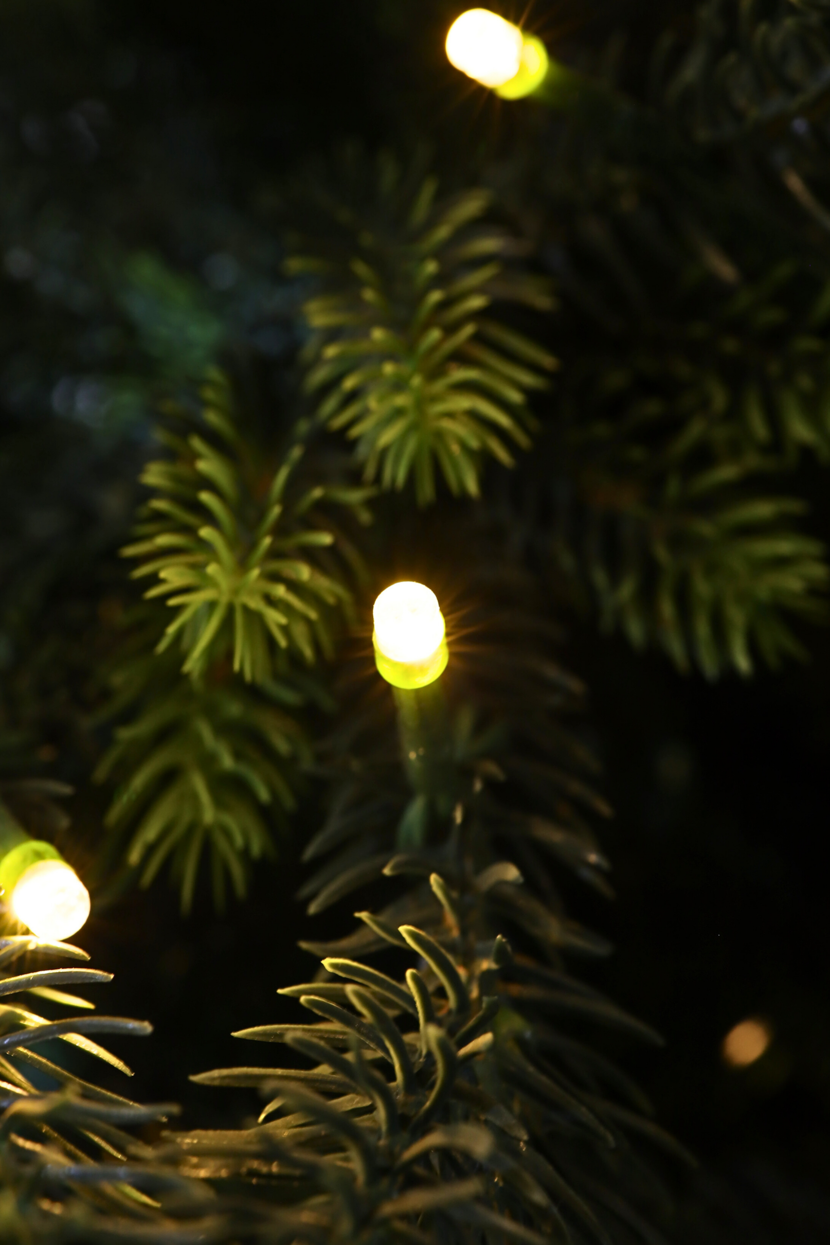 Arvore de Natal Boreal Dinatale