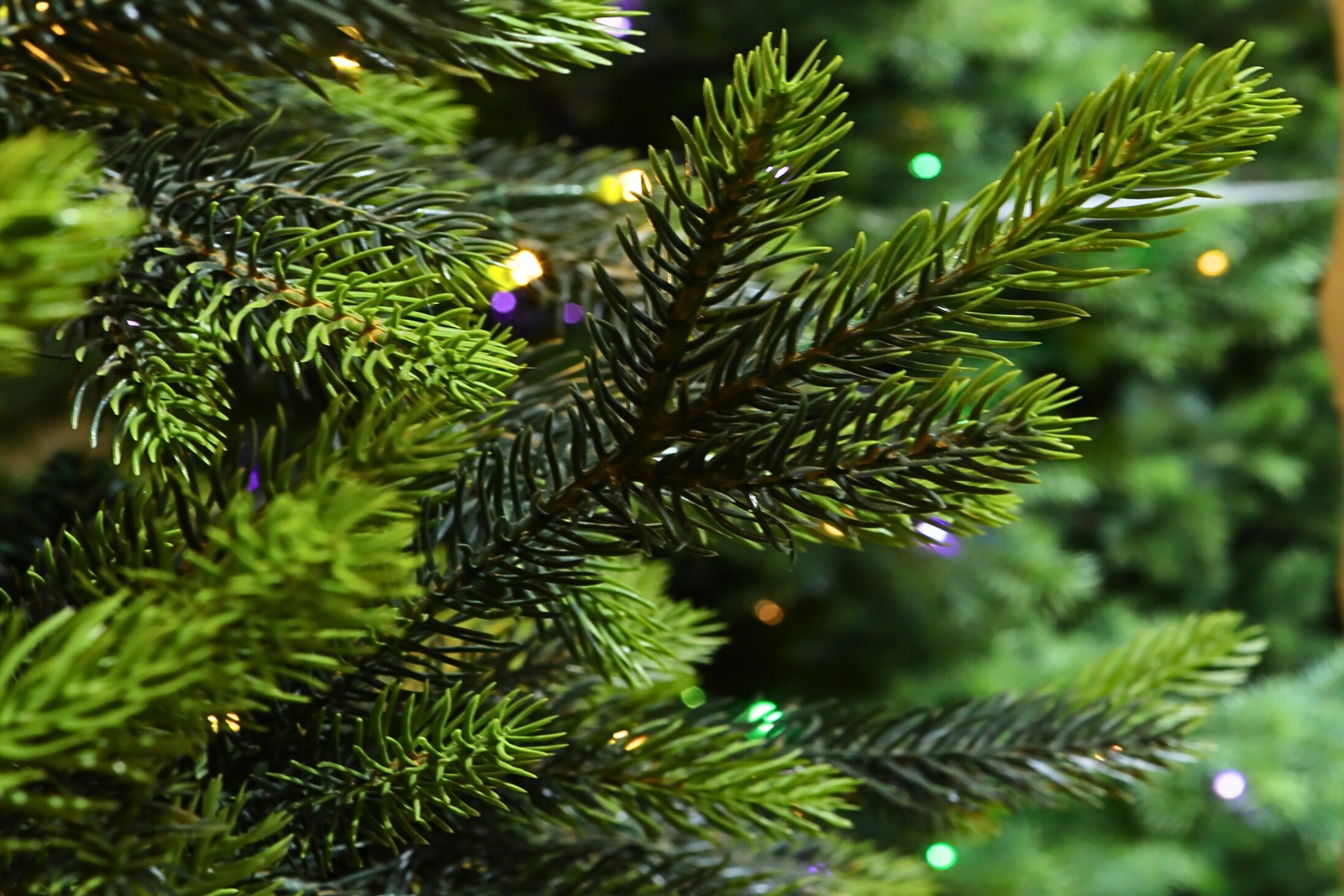 Arvore de Natal Boreal Dinatale